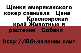 Щенки американского кокер спаниеля › Цена ­ 6 500 - Красноярский край Животные и растения » Собаки   